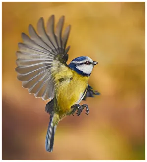 Images Dated 26th July 2012: Blue Tit
