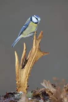 Prints of Blue Tit -Cyanistes caeruleus- perched on deer antlers in the show, Swabian Alb biosphere reserve, Baden-Wurttemberg, Germany Bernd Zoller Bird Prints: Blue Tit -Cyanistes caeruleus- perched on deer antlers in the show