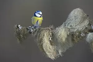 Images Dated 28th January 2013: Blue Tit -Cyanistes caeruleus- perched on a spruce branch covered in beard lichen