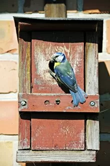Blue Tit -Cyanistes caeruleus, Syn. Parus caeruleus-, with caught insect at the hole of a nesting box, Poel Island