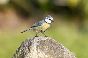 Images Dated 30th April 2012: Blue Tit -Cyanistes caeruleus syn Parus caeruleus-, perched on a rock, Fuldabruck, Fuldabruck