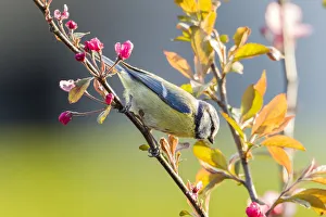 Images Dated 30th April 2012: Blue Tit -Cyanistes caeruleus syn Parus caeruleus-, perched on a twig, Fuldabruck, Fuldabruck