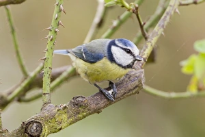 Images Dated 29th April 2012: Blue Tit -Cyanistes caeruleus syn Parus caeruleus-, perched on a branch, Fuldabruck, Fuldabruck