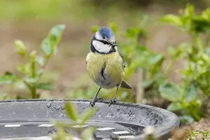 Images Dated 29th April 2012: Blue Tit -Cyanistes caeruleus syn Parus caeruleus-, perched on a watering place, Fuldabruck