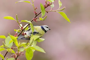 Images Dated 29th April 2012: Blue Tit -Cyanistes caeruleus syn Parus caeruleus-, perched on a stem, Fuldabruck, Fuldabruck