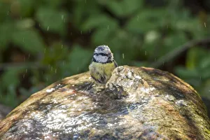 Images Dated 22nd April 2012: Blue Tit -Cyanistes caeruleus syn Parus caeruleus-, taking a bath, Fuldabruck, Fuldabruck, Hesse