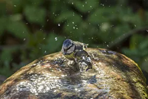 Images Dated 22nd April 2012: Blue Tit -Cyanistes caeruleus syn Parus caeruleus-, taking a bath, Fuldabruck, Fuldabruck, Hesse
