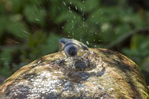 Images Dated 22nd April 2012: Blue Tit -Cyanistes caeruleus syn Parus caeruleus-, taking a bath, Fuldabruck, Fuldabruck, Hesse