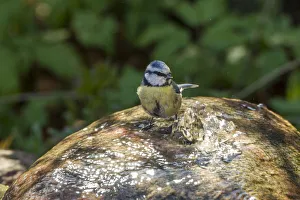 Images Dated 22nd April 2012: Blue Tit -Cyanistes caeruleus syn Parus caeruleus-, Fuldabruck, Hesse, Germany