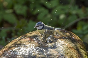 Images Dated 22nd April 2012: Blue Tit -Cyanistes caeruleus syn Parus caeruleus-, Fuldabruck, Hesse, Germany