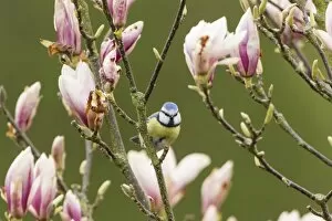 Images Dated 15th April 2012: Blue Tit -Cyanistes caeruleus syn Parus caeruleus-, Fuldabruck, Hesse, Germany