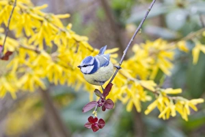 Images Dated 6th April 2012: Blue Tit -Cyanistes caeruleus syn Parus caeruleus-, Fuldabruck, Hesse, Germany