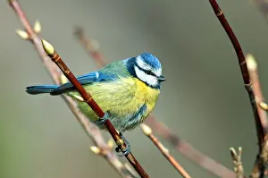 Blue Tit -Cyanistes caeruleus syn Parus caeruleus-, Canton of Geneva, Switzerland