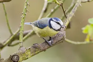 Fuldabruck Prints: Blue Tit -Cyanistes caeruleus syn Parus caeruleus