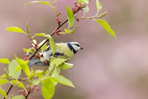Fuldabruck Prints: Blue Tit -Cyanistes caeruleus syn Parus caeruleus