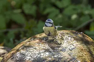 Fuldabruck Prints: Blue Tit -Cyanistes caeruleus syn Parus caeruleus-, Fuldabruck, Hesse, Germany