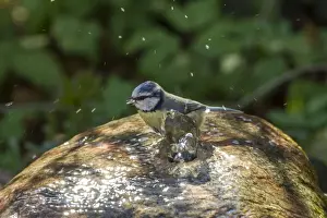 Blue Tit -Cyanistes caeruleus syn Parus caeruleus-, Fuldabruck, Hesse, Germany