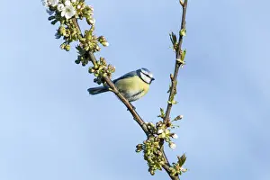 Fuldabruck Prints: Blue Tit -Cyanistes caeruleus syn Parus caeruleus-, Fuldabruck, Hesse, Germany
