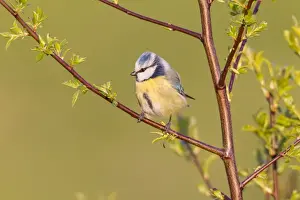 Fuldabruck Prints: Blue Tit -Cyanistes caeruleus syn Parus caeruleus-, Fuldabruck, Hesse, Germany