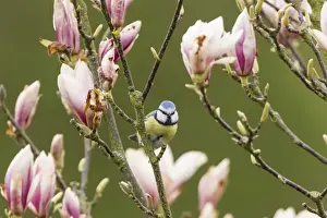 Fuldabruck Prints: Blue Tit -Cyanistes caeruleus syn Parus caeruleus-, Fuldabruck, Hesse, Germany