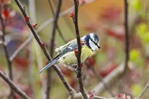 Fuldabruck Prints: Blue Tit -Cyanistes caeruleus syn Parus caeruleus-, Fuldabruck, Hesse, Germany