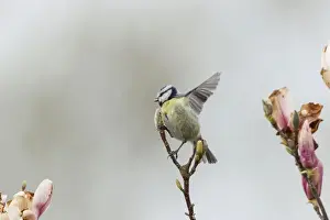 Blue Tit -Cyanistes caeruleus syn Parus caeruleus-, Fuldabruck, Hesse, Germany