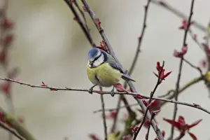 Fuldabruck Prints: Blue Tit -Cyanistes caeruleus syn Parus caeruleus-, Fuldabruck, Hesse, Germany