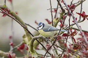 Fuldabruck Prints: Blue Tit -Cyanistes caeruleus syn Parus caeruleus-, Fuldabruck, Hesse, Germany