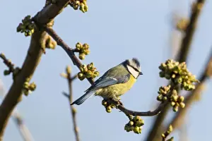 Fuldabruck Prints: Blue Tit -Cyanistes caeruleus syn Parus caeruleus-, Fuldabruck, Hesse, Germany