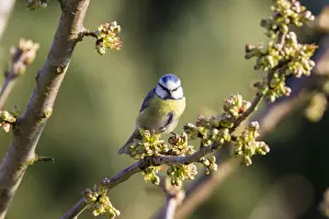 Fuldabruck Prints: Blue Tit -Cyanistes caeruleus syn Parus caeruleus-, Fuldabruck, Hesse, Germany
