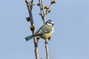 Fuldabruck Prints: Blue Tit -Cyanistes caeruleus syn Parus caeruleus-, Fuldabruck, Hesse, Germany