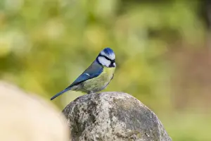 Fuldabruck Prints: Blue Tit -Cyanistes caeruleus syn Parus caeruleus-, Fuldabruck, Hesse, Germany