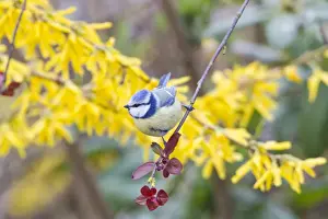 Blue Tit -Cyanistes caeruleus syn Parus caeruleus-, Fuldabruck, Hesse, Germany
