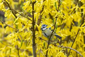 Blue Tit -Cyanistes caeruleus syn Parus caeruleus-, Fuldabruck, Hesse, Germany
