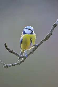 Songbirds Prints: Blue Tit (Parus caeruleus)