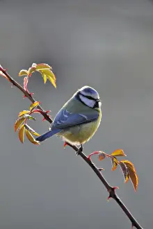 Songbirds Prints: Blue Tit (Parus caeruleus)