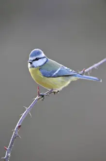 Songbirds Prints: Blue Tit (Parus caeruleus)