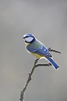 Blue Tit (Parus caeruleus)