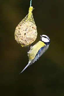 Ingestion Prints: Blue Tit -Parus caeruleus- hanging from a fat ball