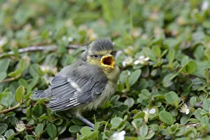 Images Dated 27th May 2012: Blue Tit -Parus caeruleus-, nestling fallen from the nest, North Rhine-Westphalia, Germany, Europe