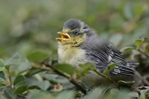 Images Dated 27th May 2012: Blue Tit -Parus caeruleus-, nestling fallen from the nest, North Rhine-Westphalia, Germany, Europe