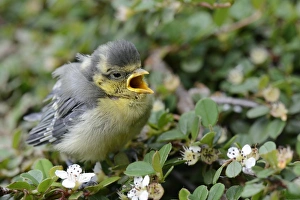 Images Dated 27th May 2012: Blue Tit -Parus caeruleus-, nestling fallen from the nest, North Rhine-Westphalia, Germany, Europe