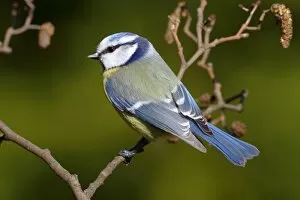 Friedhelm Adam Nature Photography Gallery: Blue tit -Parus caeruleus- perched on an alder branch