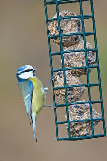 Images Dated 9th January 2014: Blue Tit -Parus caeruleus-, perched on a feeder in winter, Tyrol, Austria