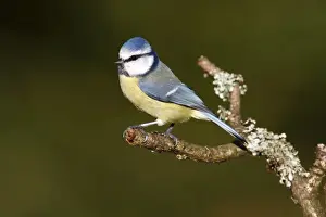 Friedhelm Adam Nature Photography Prints: Blue Tit -Parus caeruleus- perched on a lichen-covered branch