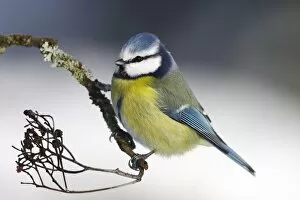 Blue Tit -Parus caeruleus- sitting on a branch