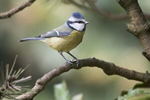 Images Dated 18th November 2017: Blue Tit (Parus caeruleus) sitting on branch, Lower Saxony, Germany