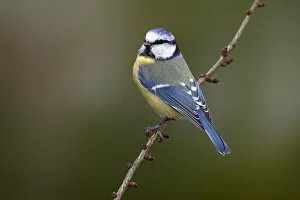 Blue Tit -Parus caeruleus- sitting on a larch branch, Neunkirchen in Siegerland, North Rhine-Westphalia, Germany