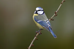 Images Dated 23rd September 2012: Blue Tit -Parus caeruleus- sitting on a larch branch, Neunkirchen in Siegerland