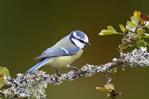 Neunkirchen Prints: Blue Tit -Parus caeruleus- sitting on a lichen-covered branch